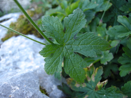 Geranium reflexum / Geranio a petali riflessi